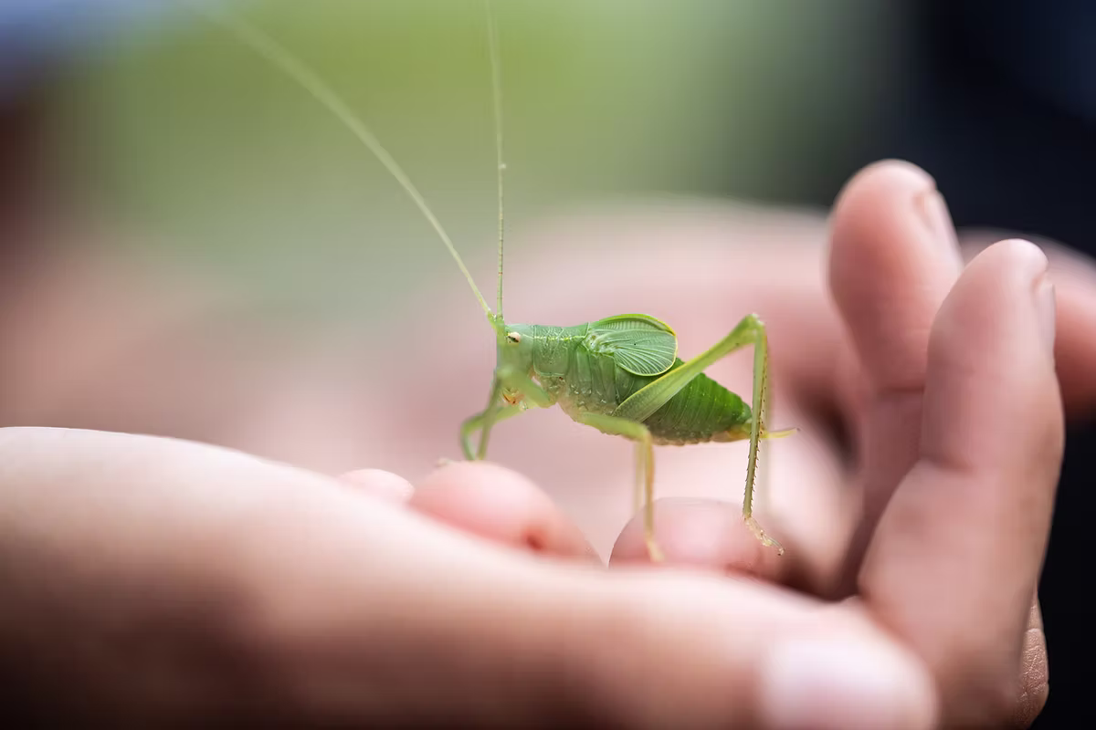 Grasshoppers Childcare Centre, Kelowna