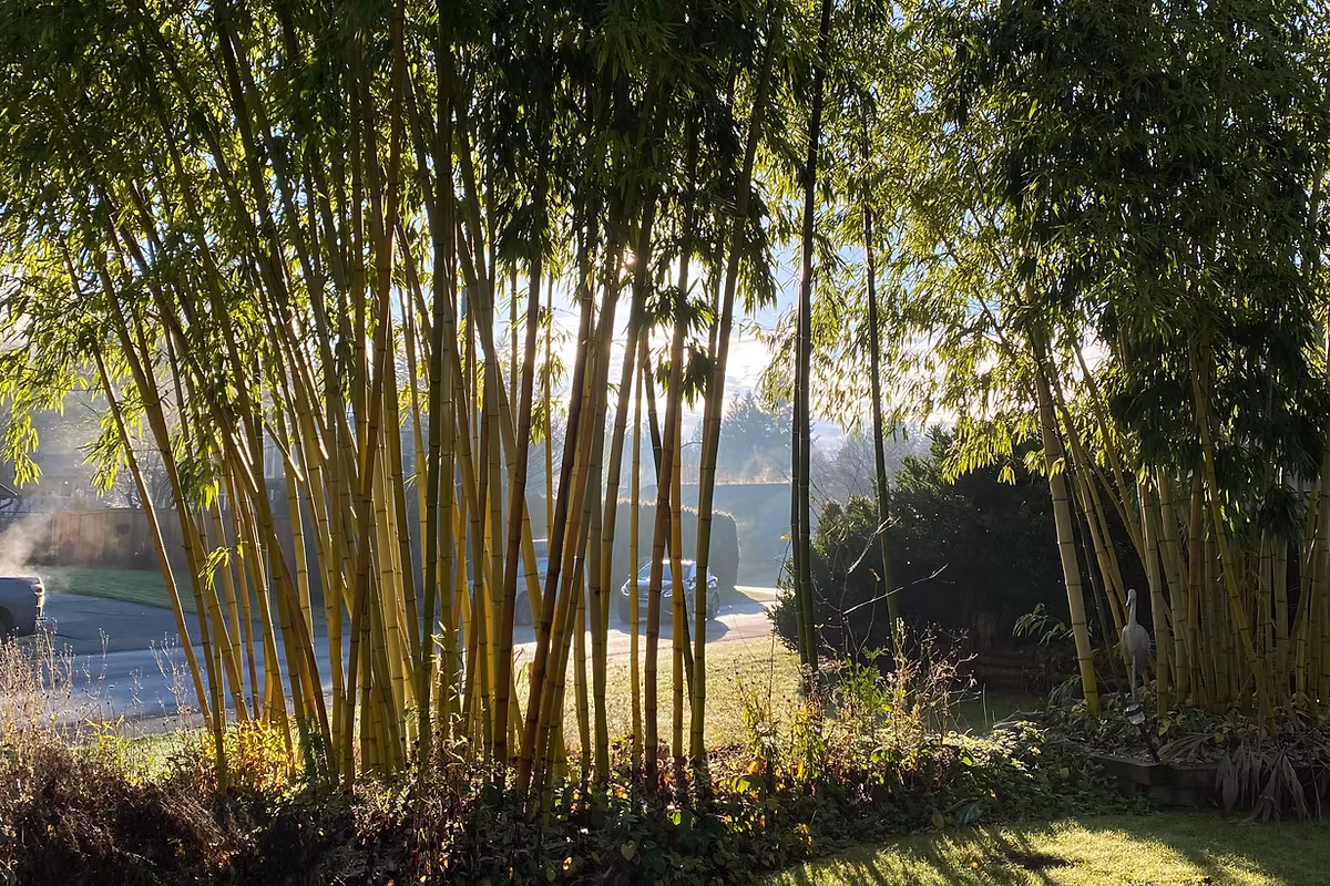 Bamboo House Montessori Childcare, Langley